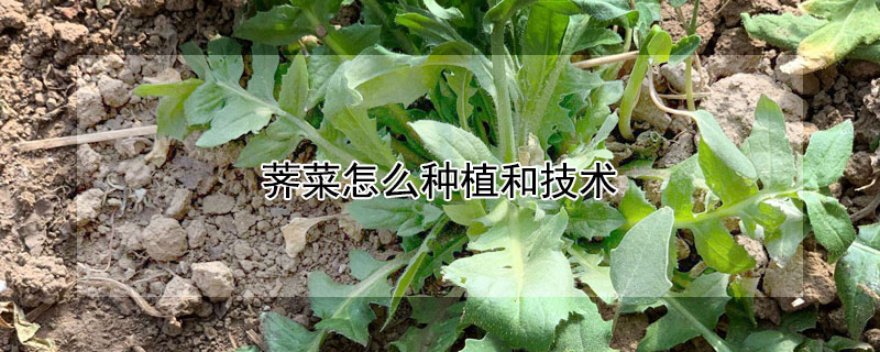 荠菜怎么种植和技术