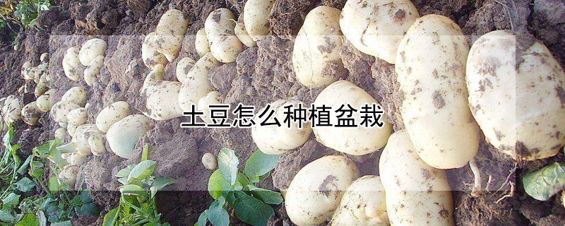土豆怎么种植盆栽 —【发财农业网】