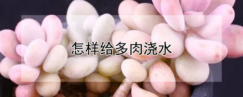 怎样给多肉浇水