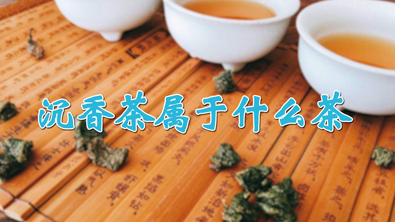 沉香茶属于什么茶