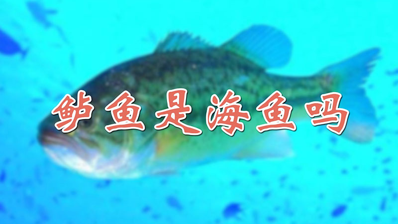 鲈鱼是海鱼吗