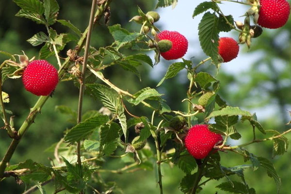 树莓和覆盆子的区别
