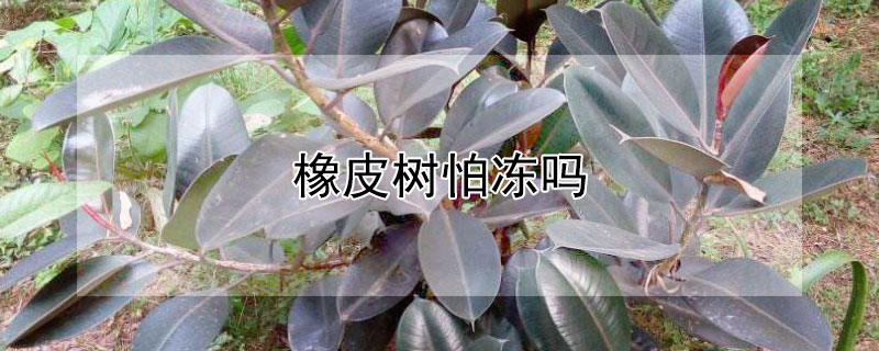 橡皮树怕冻吗