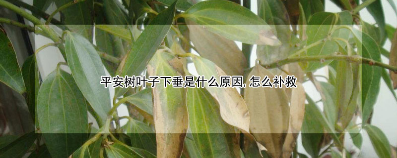 平安树叶子下垂是什么原因,怎么补救