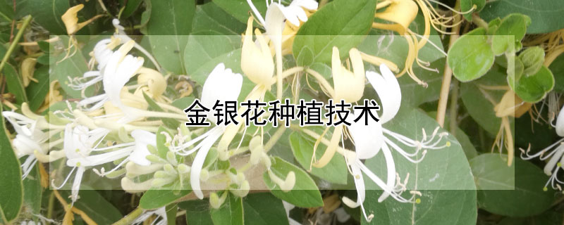 金银花种植技术