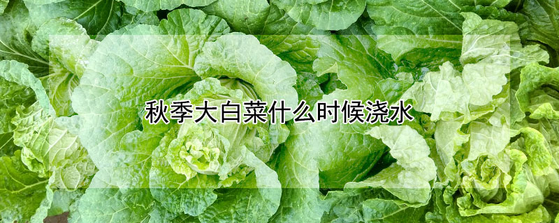 秋季大白菜什么时候浇水