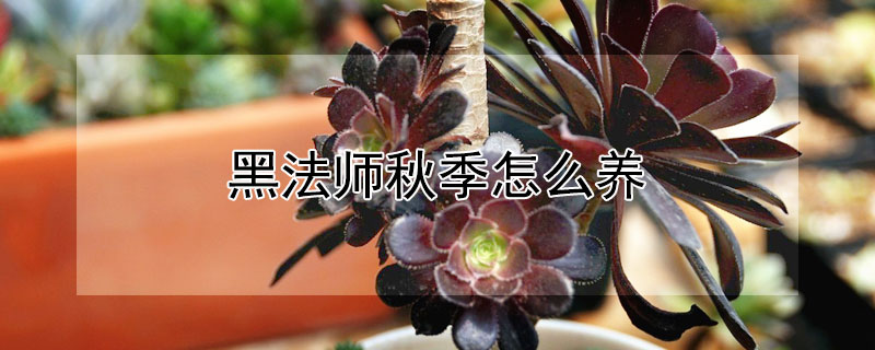 黑法师秋季怎么养