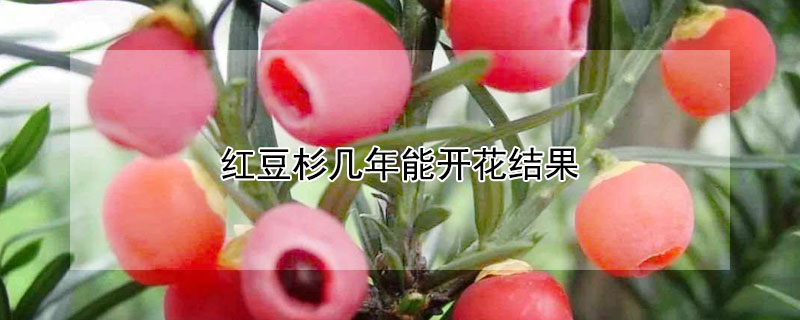 红豆杉几年能开花结果