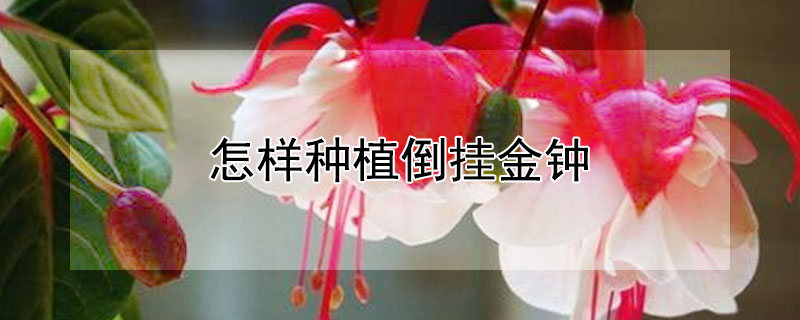 怎样种植倒挂金钟