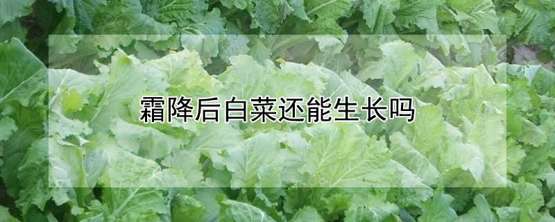 霜降后白菜还能生长吗