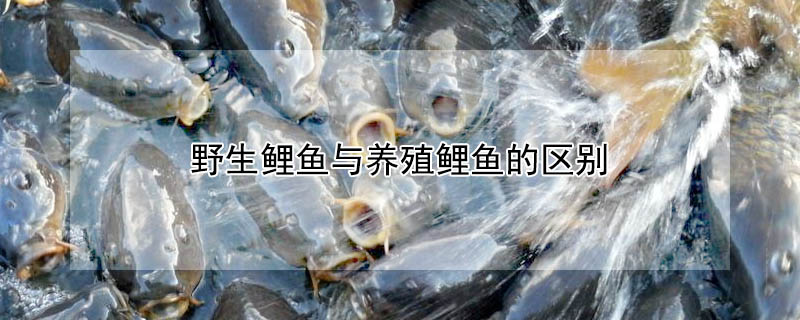 野生鲤鱼与养殖鲤鱼的区别