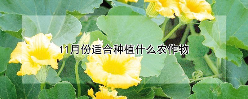 11月份适合种植什么农作物