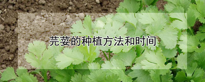 芫荽的种植方法和时间