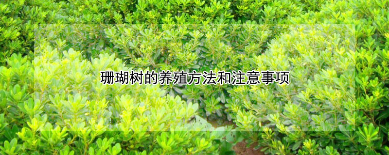 珊瑚树的养殖方法和注意事项