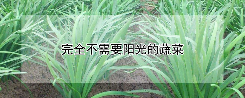 完全不需要阳光的蔬菜