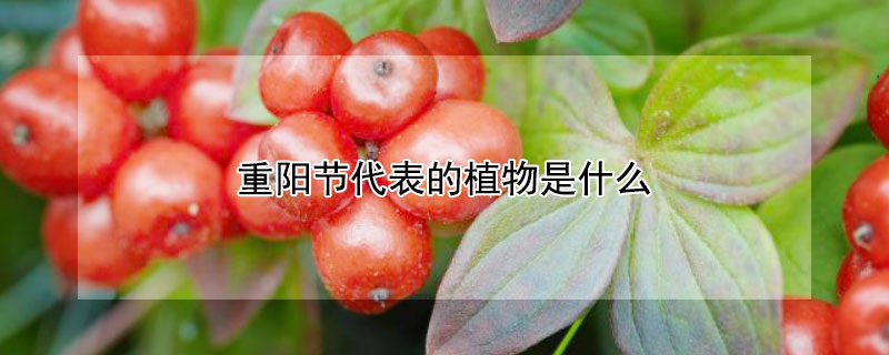 重阳节代表的植物是什么