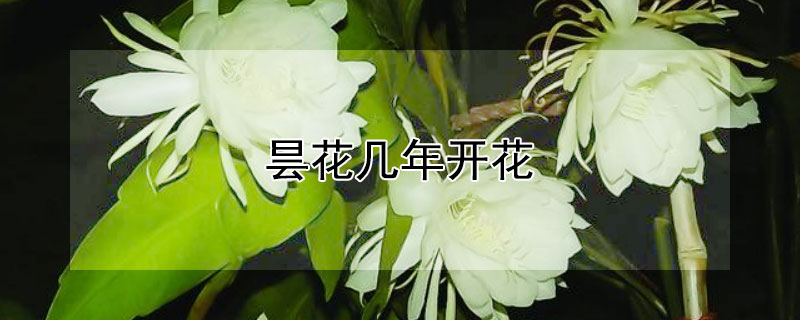 昙花几年开花