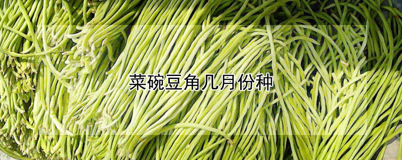 菜碗豆角几月份种