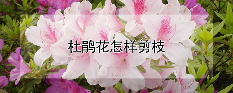 杜鹃花怎样剪枝