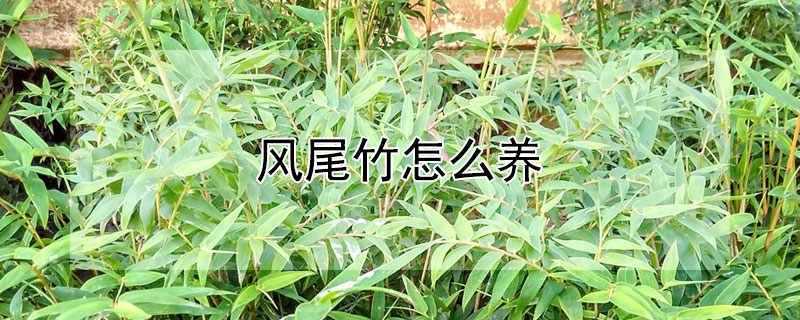 风尾竹怎么养