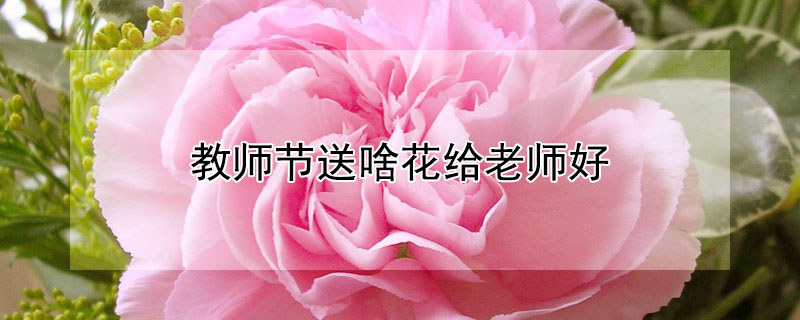 教师节送啥花给老师好