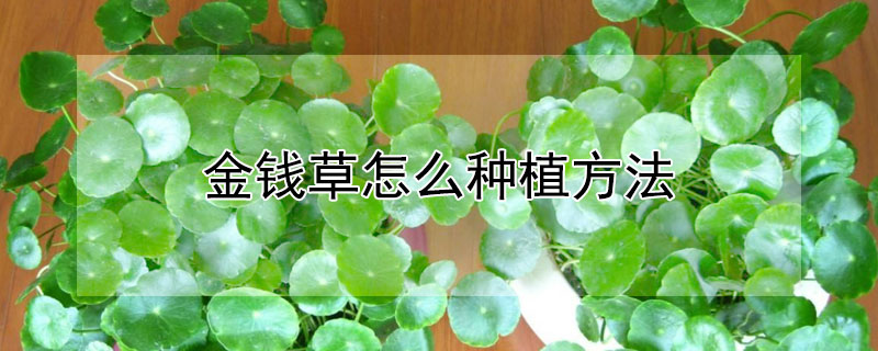 金钱草怎么种植方法