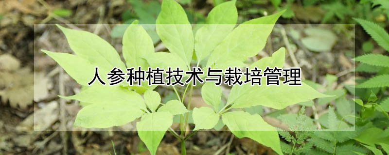 人参种植技术与栽培管理