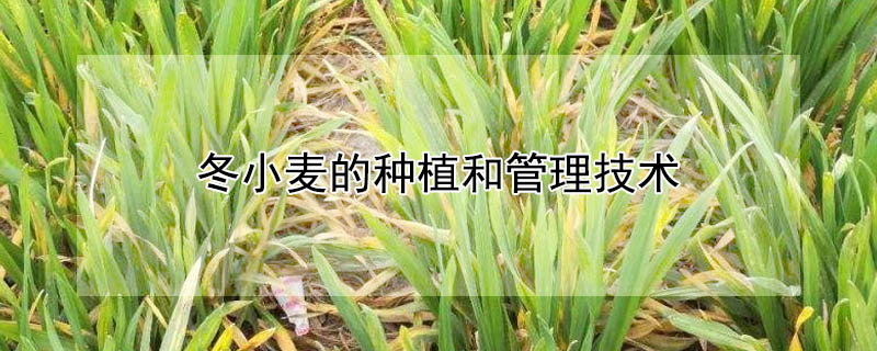 冬小麦的种植和管理技术