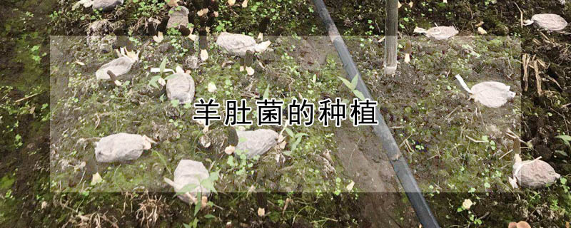 羊肚菌的种植