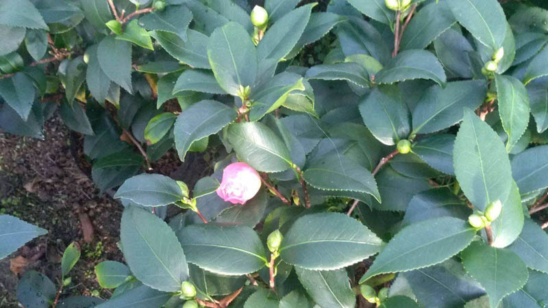 香妃茶花的养殖方法和注意事项