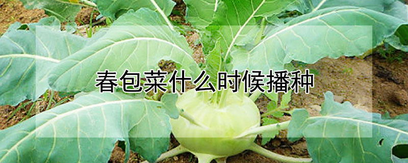 春包菜什么时候播种