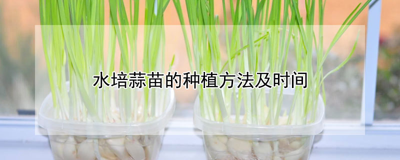 水培蒜苗的种植方法及时间