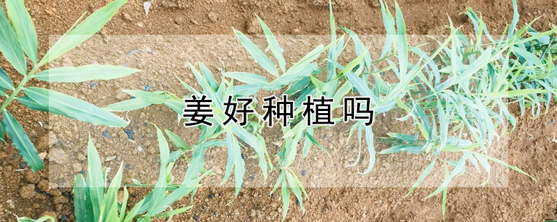 姜好种植吗