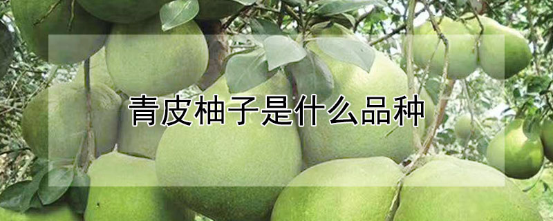 青皮柚子是什么品种