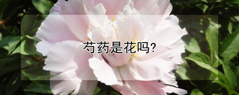 芍药是花吗?