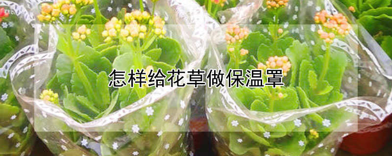 怎样给花草做保温罩