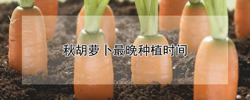 秋胡萝卜最晚种植时间