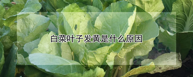 白菜叶子发黄是什么原因