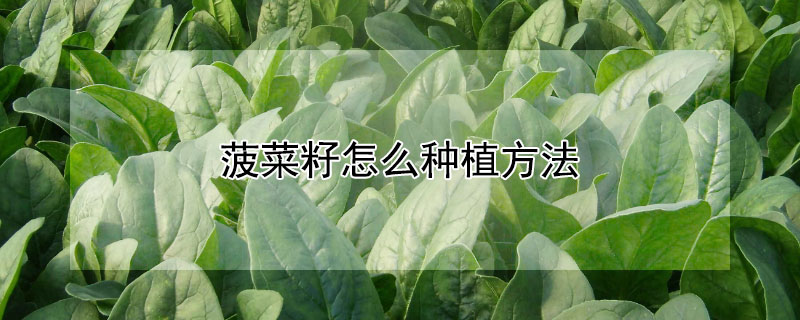 菠菜籽怎么种植方法 —【发财农业网】