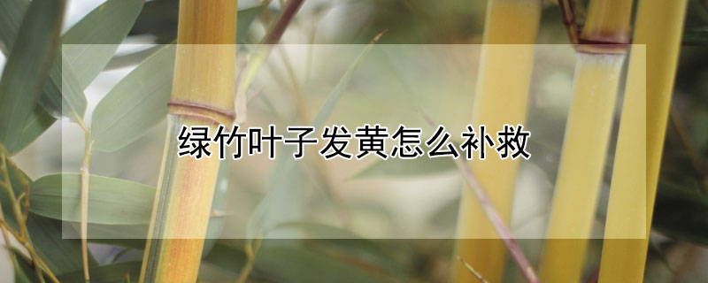 绿竹叶子发黄怎么补救