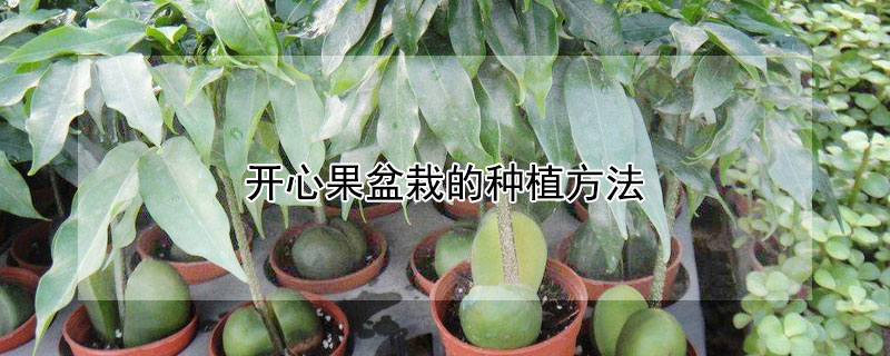 开心果盆栽的种植方法