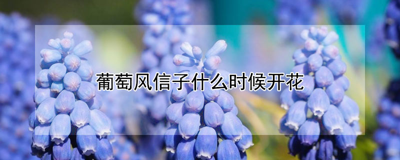 葡萄风信子什么时候开花