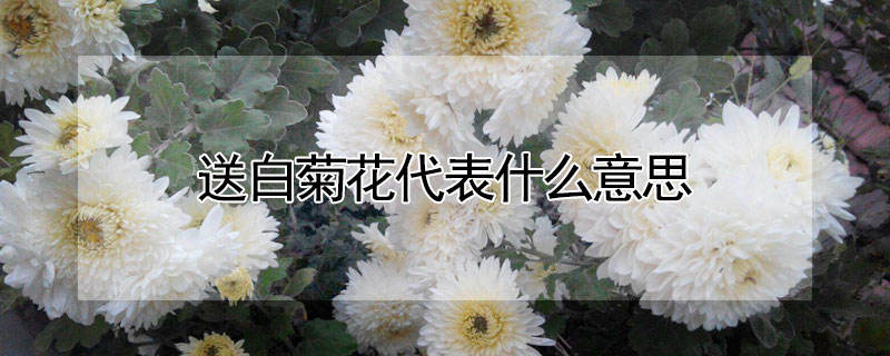送白菊花代表什么意思
