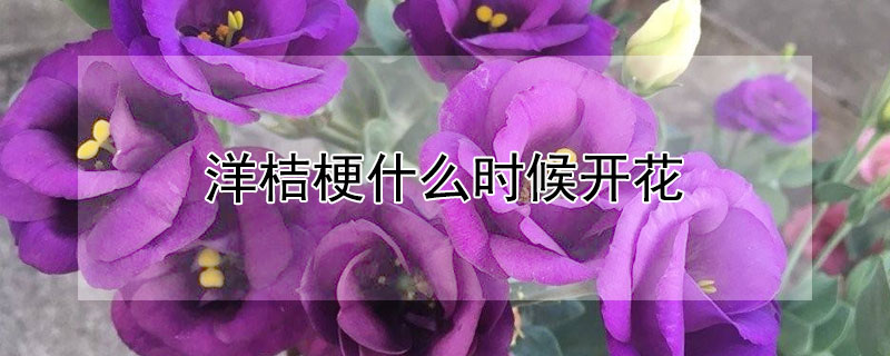 洋桔梗什么时候开花