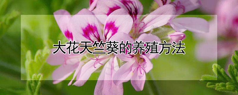 大花天竺葵的养殖方法