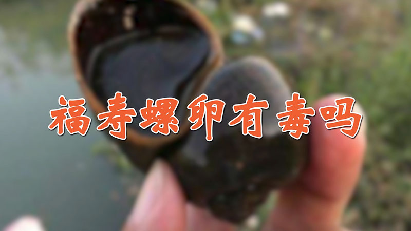 福寿螺卵有毒吗