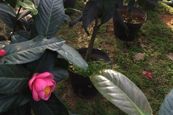 四季茶花的养殖方法和注意事项