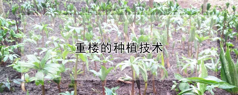 重楼的种植技术