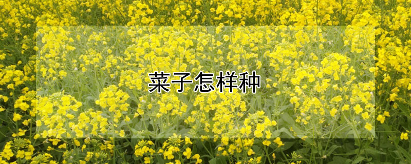 菜子怎样种