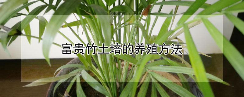 富贵竹土培的养殖方法